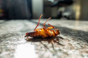 dead-cockroach-on-floor-1-1